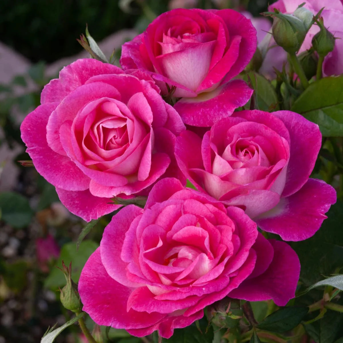 Easy to Please™ Floribunda Rose