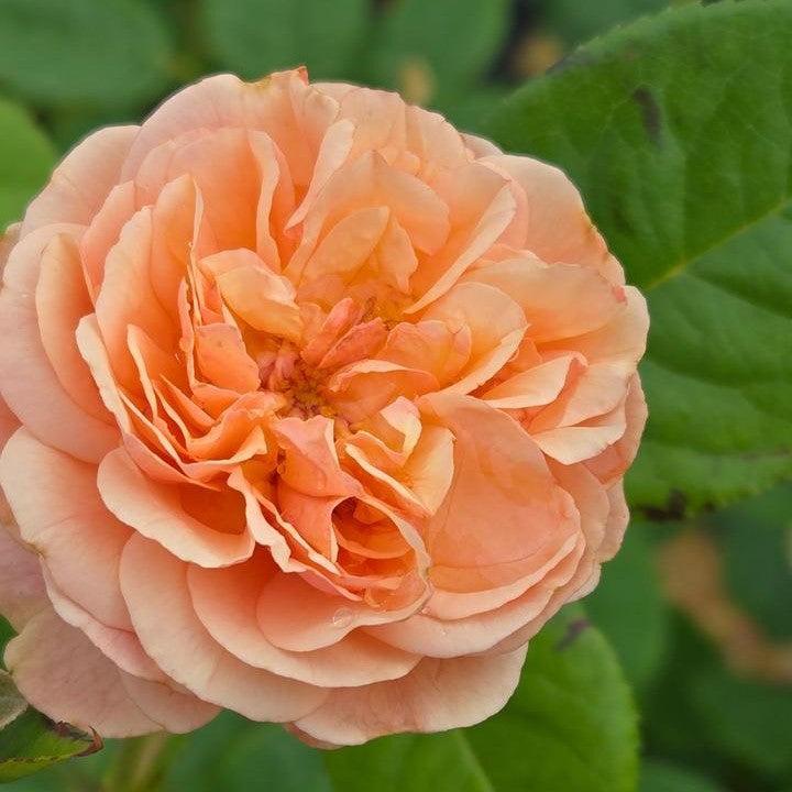 Rosa x 'Boznatafra'  - PW® Flavorette® Honey-Apricot Rose