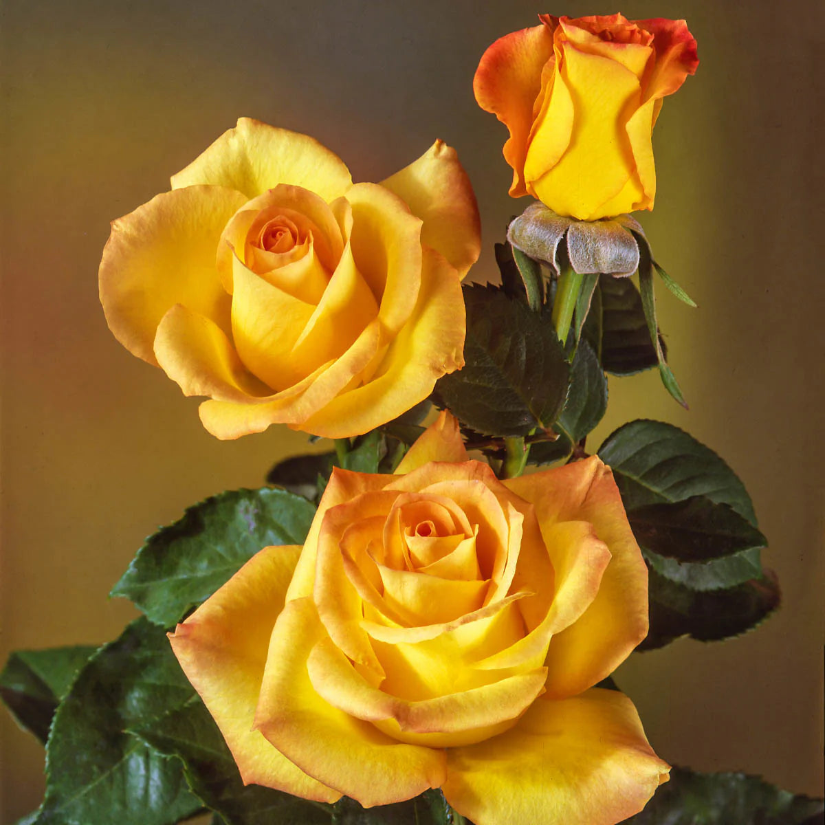 Gold Medal® Fortuniana Rootstock Hybrid Tea Rose