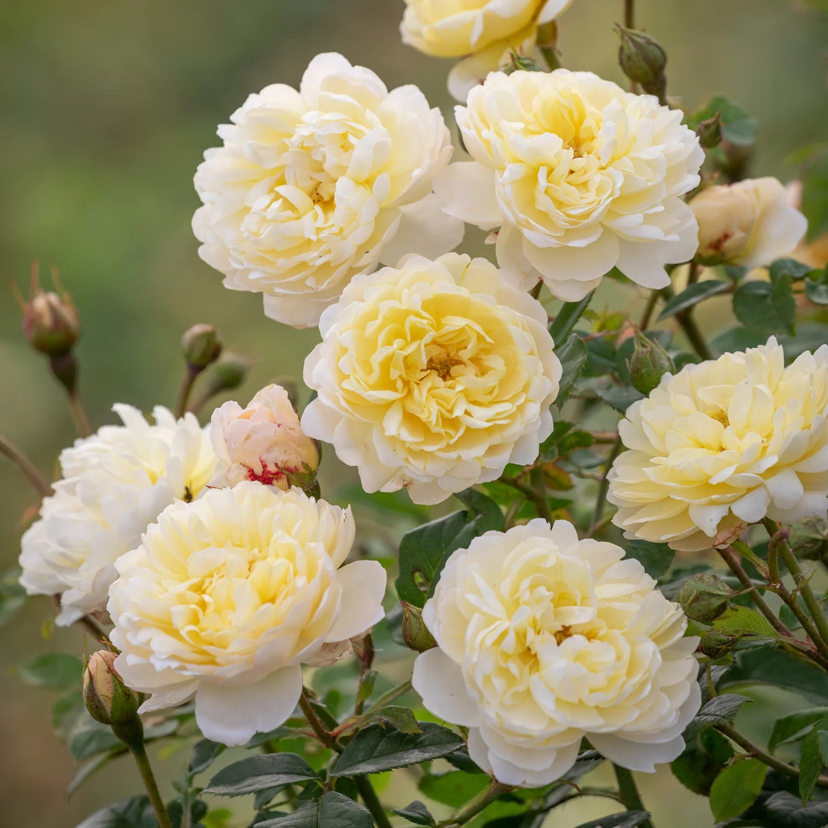 Nye Bevan® David Austin® English Shrub Rose