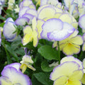 Viola 'Etain'  - Etain Viola