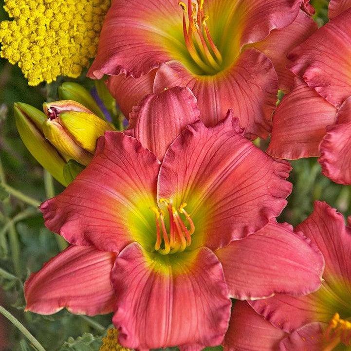 Hemerocallis 'Passionate Returns'  - Passionate Returns Daylily