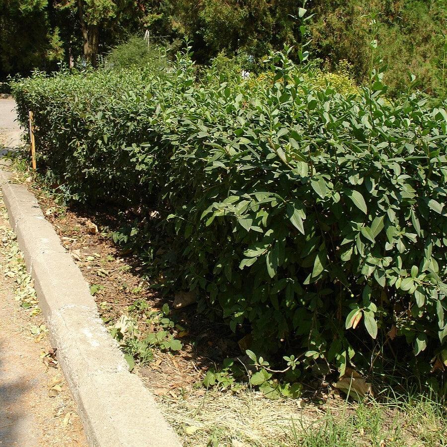 Ligustrum ovalifolium  - California Privet