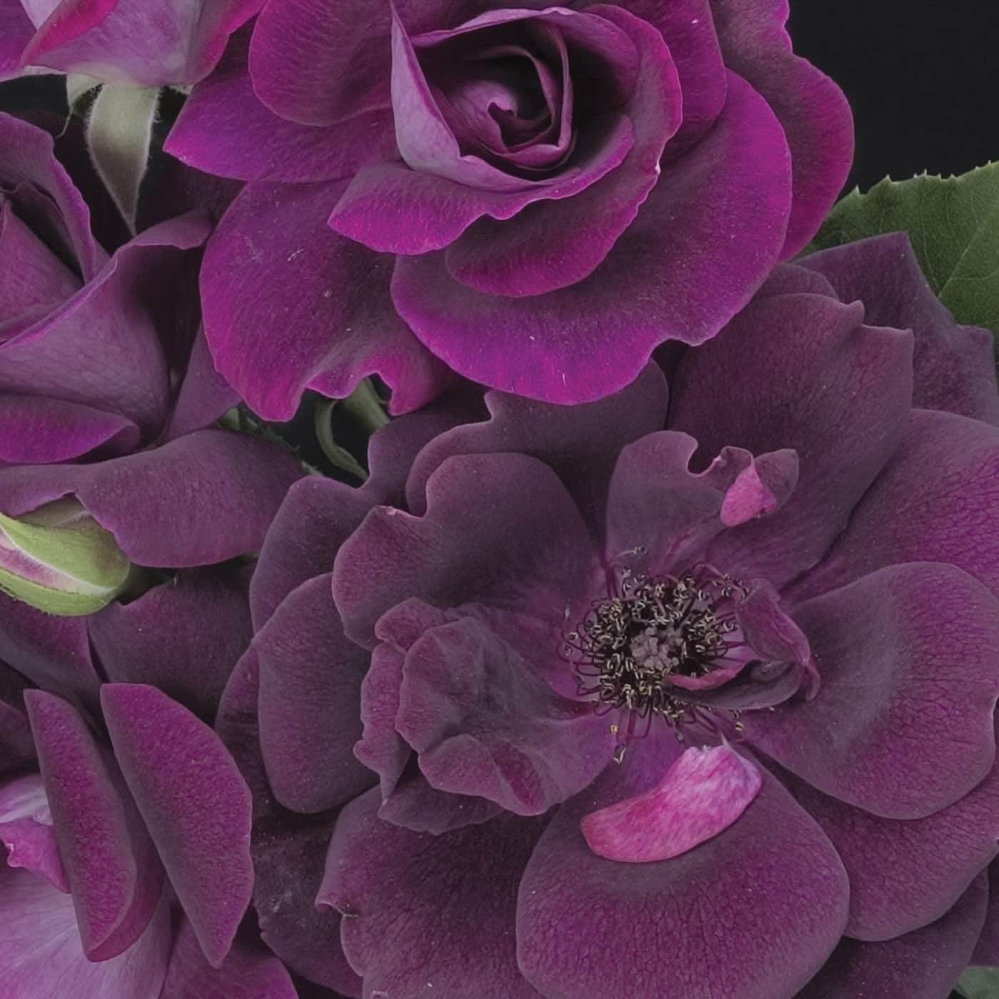 Rosa 'Prose'  - Burgundy Iceberg Rose