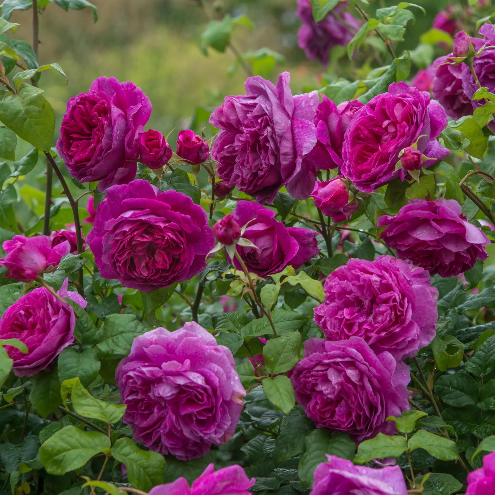 Young Lycidas® David Austin® English Shrub Rose