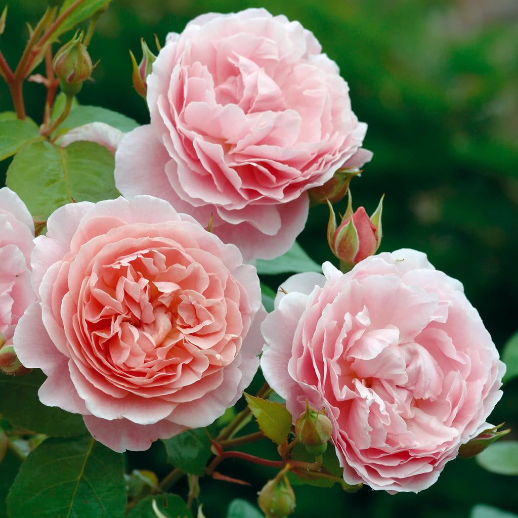 Strawberry Hill™ David Austin® Climbing Rose