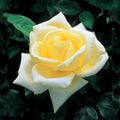Elina® Fortuniana Rootstock Hybrid Tea Rose