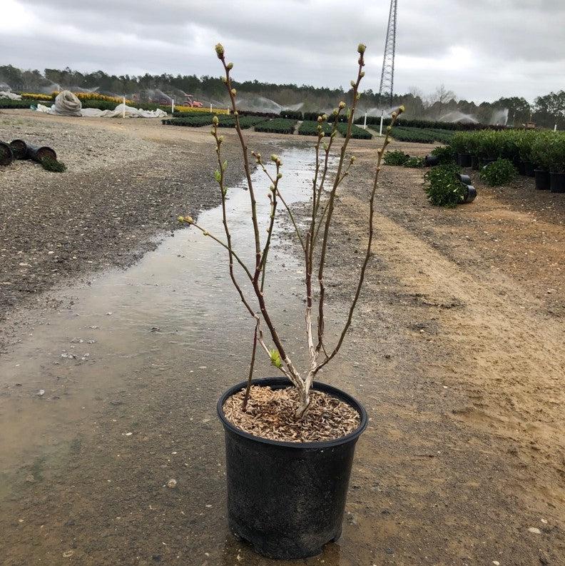 Vaccinium corymbosum 'Duke'  - Duke Highbush Blueberry