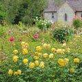 The Poet's Wife® David Austin® English Shrub Rose