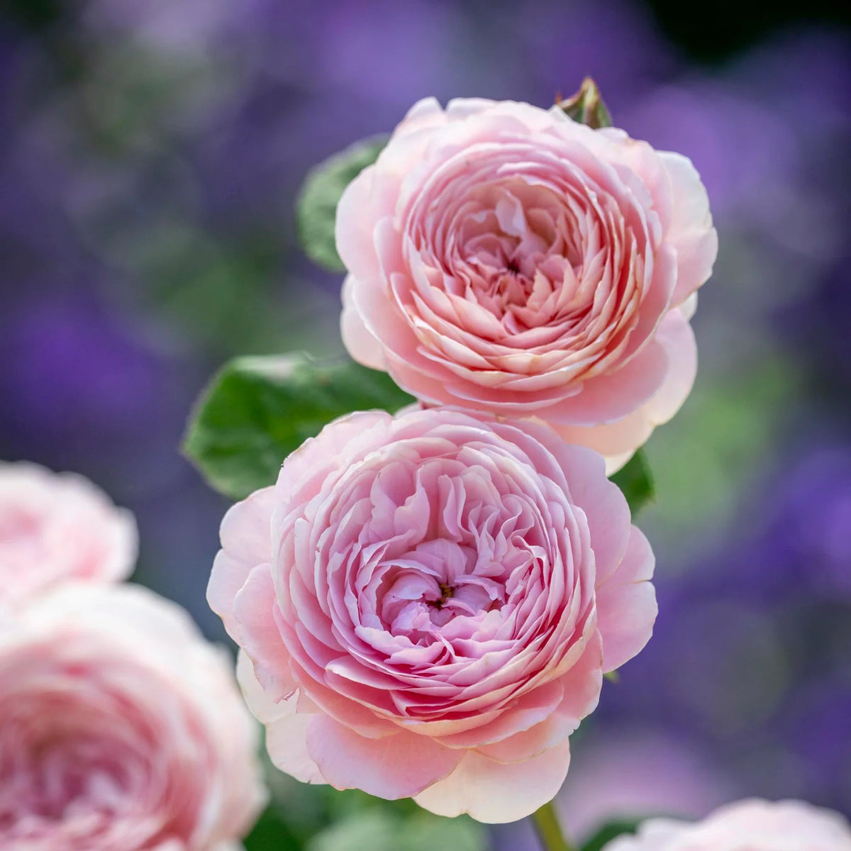 Queen of Sweden by David Austin