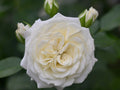 Alabaster