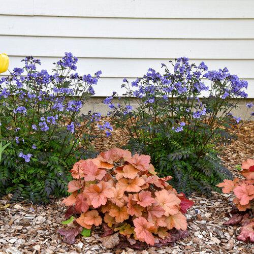 Heuchera 'Toffee Tart' PP33,694  - Dolce® Toffee Tart Heuchera