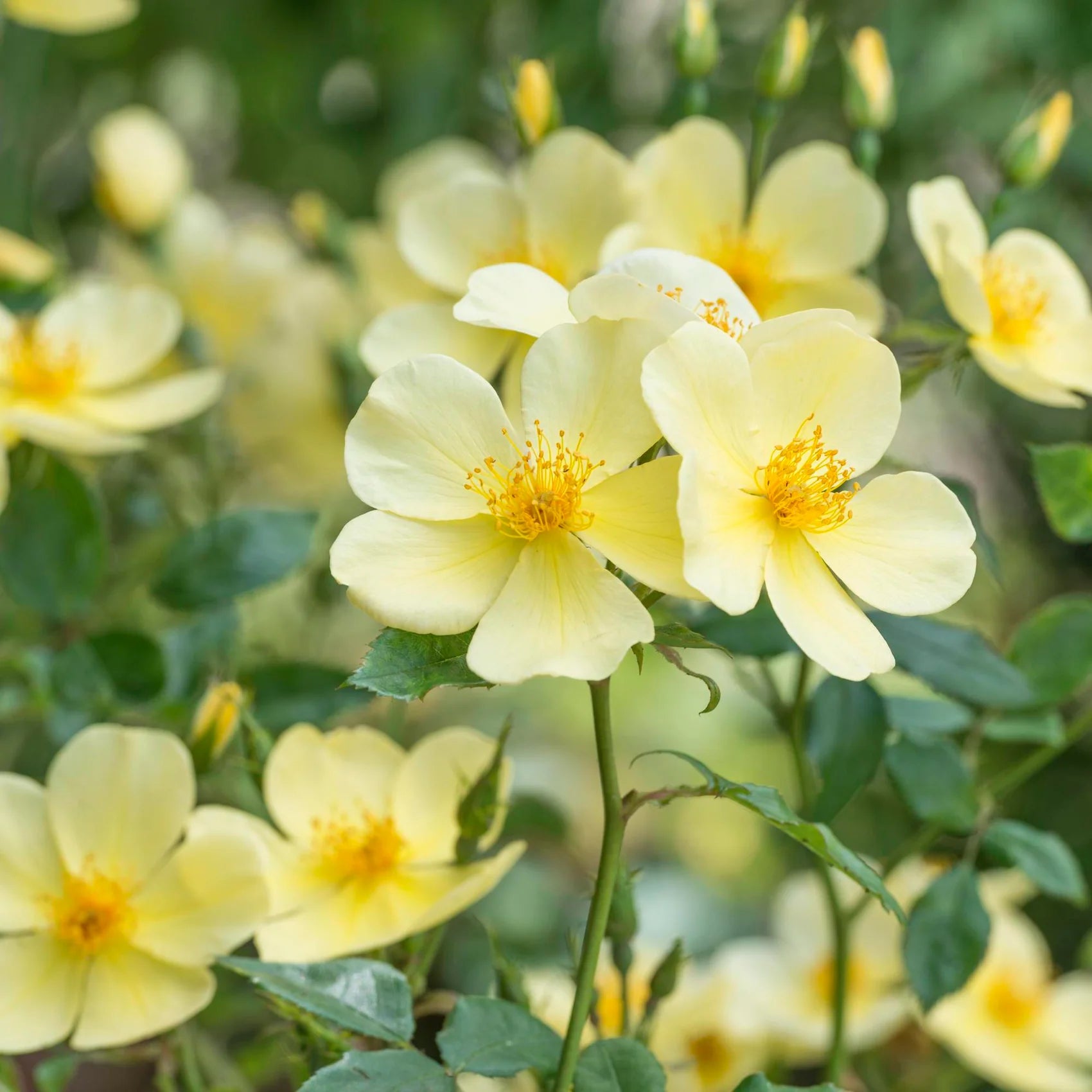 Tottering-by-Gently™ David Austin® English Shrub Rose