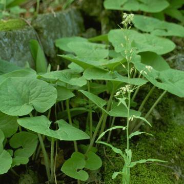 Asarum canadense  - Wild Ginger