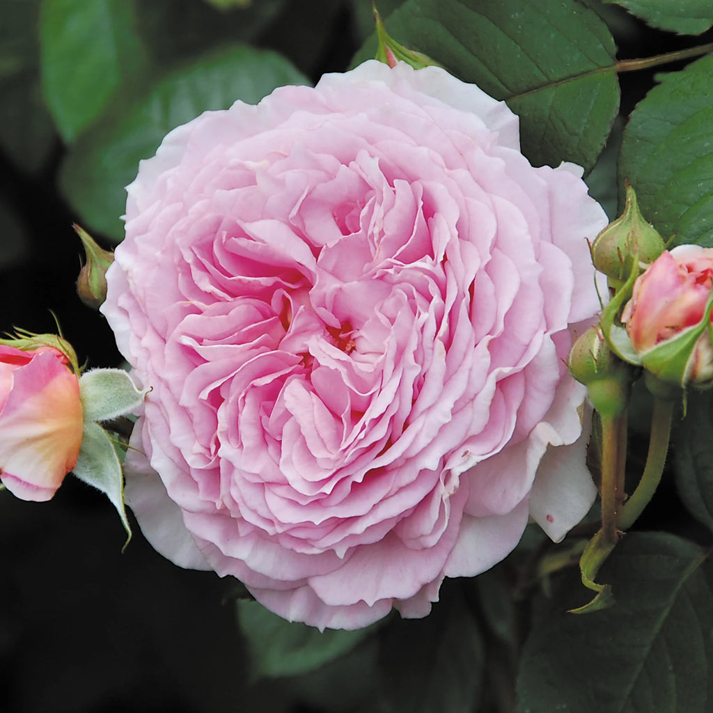 James Galway® David Austin® Climbing Rose