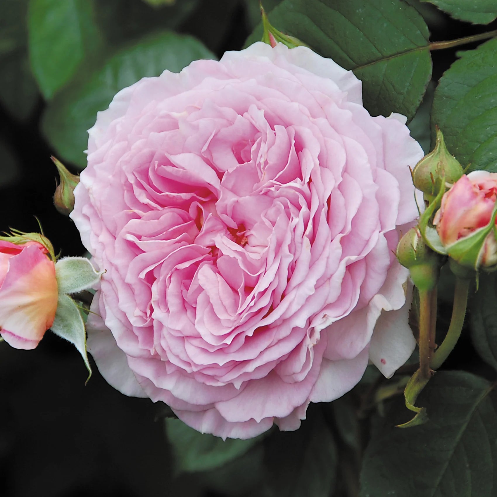 James Galway® David Austin® Climbing Rose