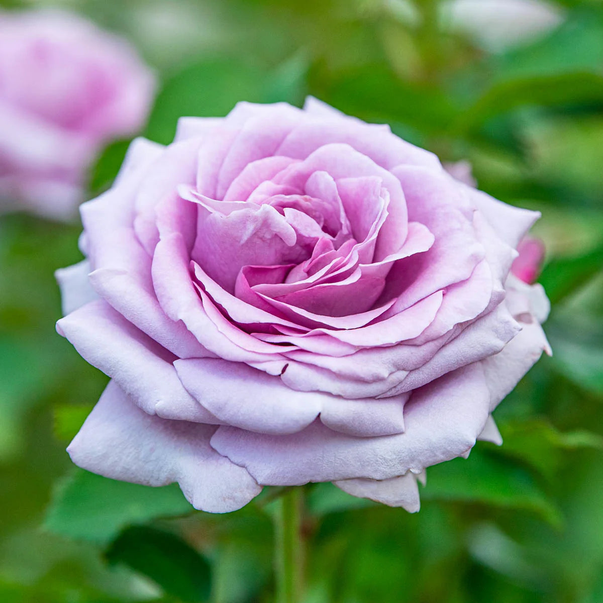 Violet’s Pride™ Rose on Fortuniana Rootstock