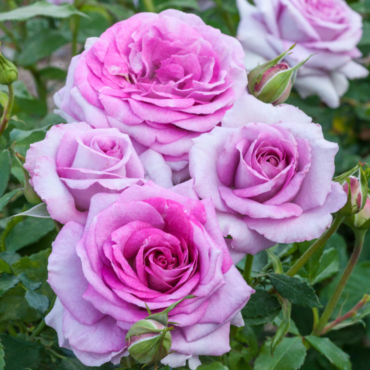Violet’s Pride™ Rose on Fortuniana Rootstock