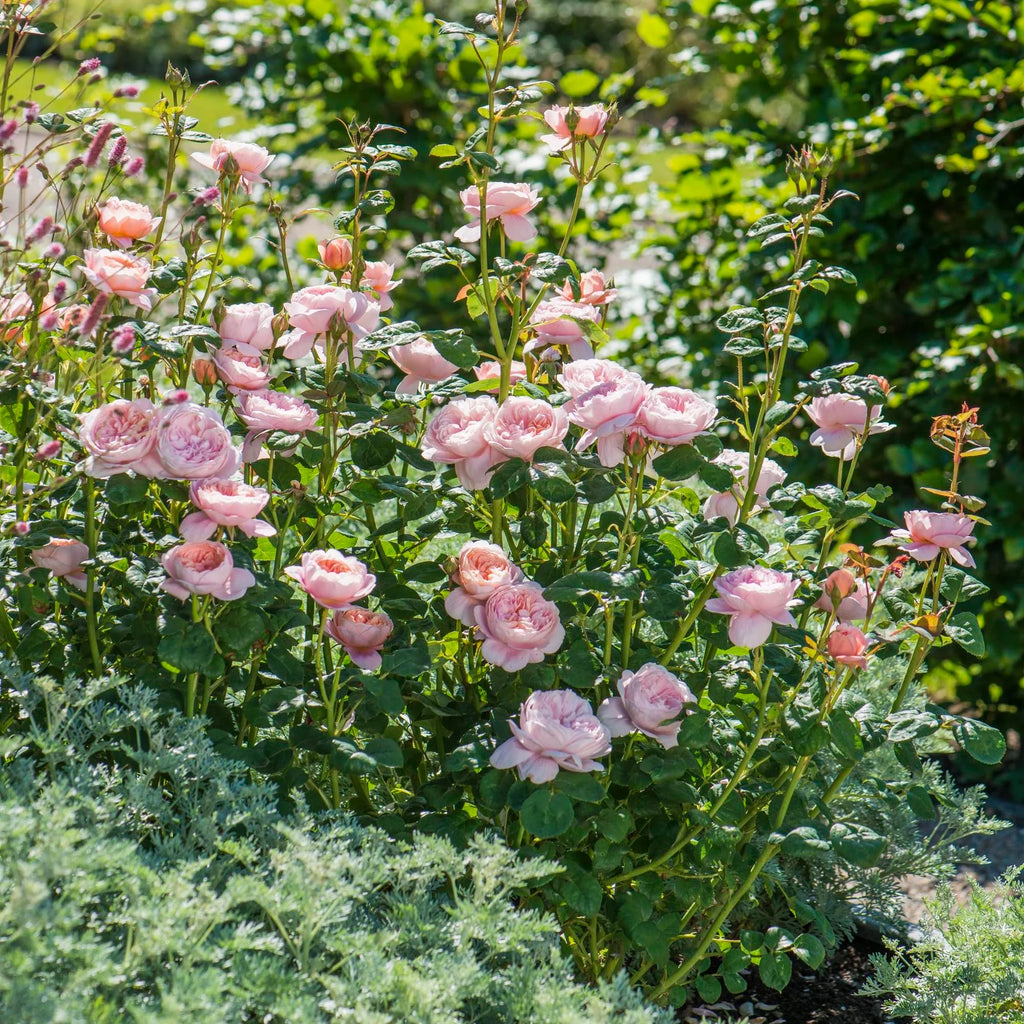 Queen of Sweden by David Austin