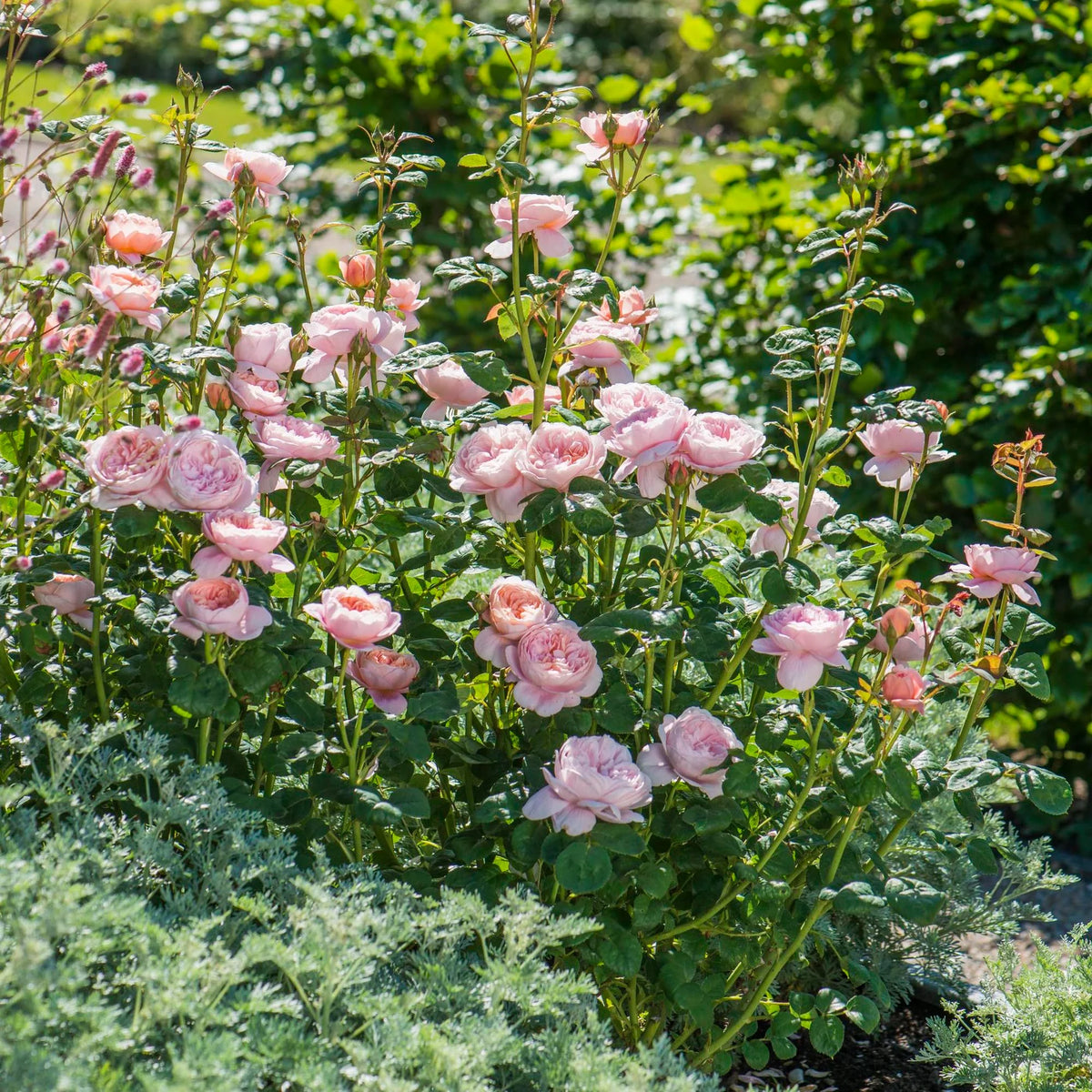 Queen of Sweden by David Austin