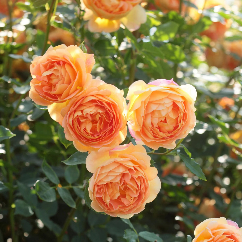 Lady of Shalott® David Austin® English Shrub Rose