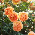 Lady of Shalott® David Austin® English Shrub Rose