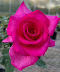 Buxom Beauty™ Rose on Fortuniana Rootstock
