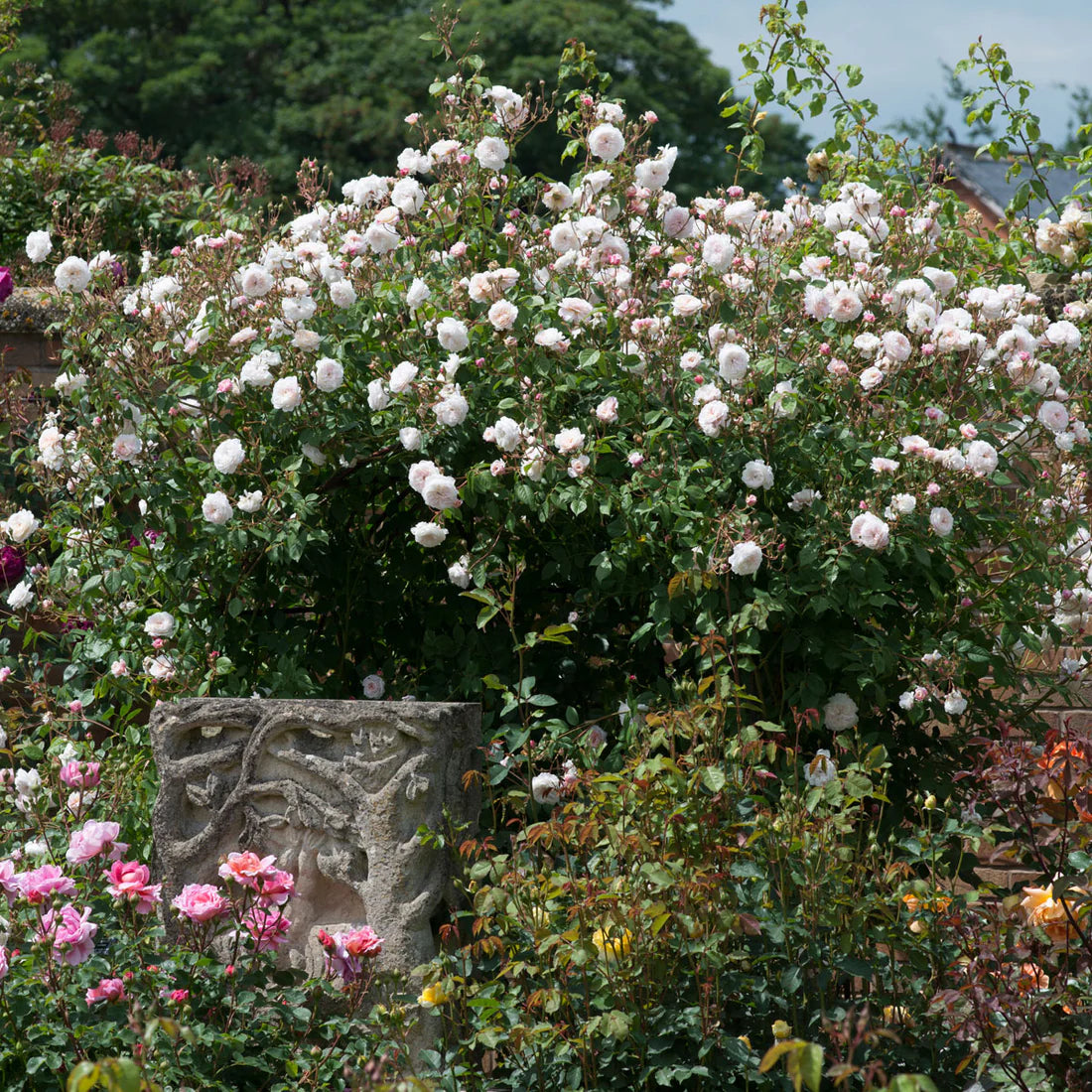 The Albrighton Rambler® David Austin® English Rambling Rose