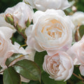 Desdemona® David Austin® English Shrub Rose