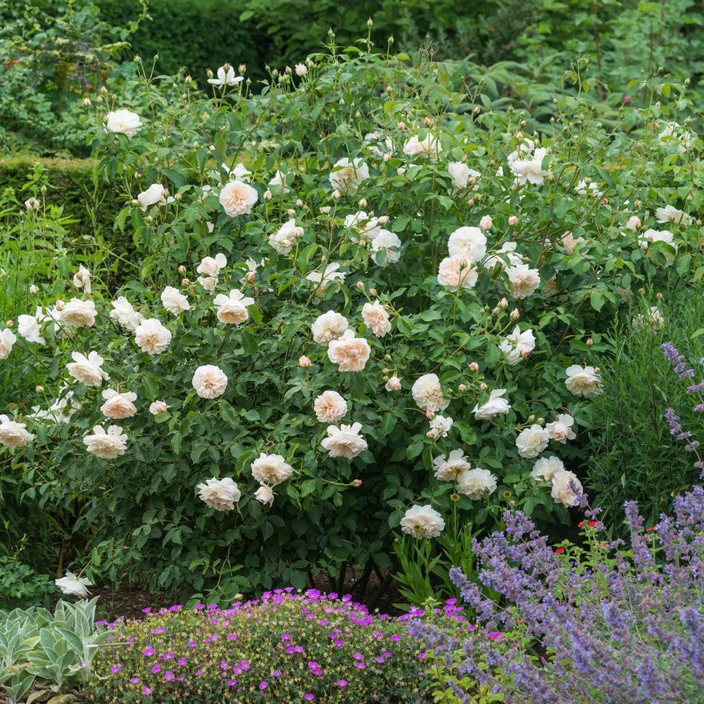 Lichfield Angel™ David Austin® English Shrub Rose