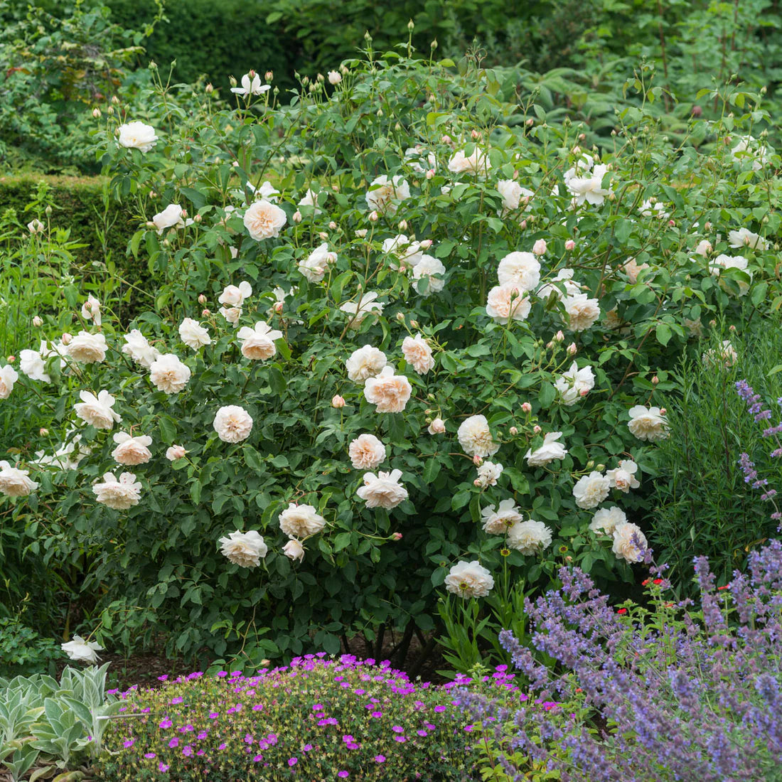 Lichfield Angel™ David Austin® English Shrub Rose