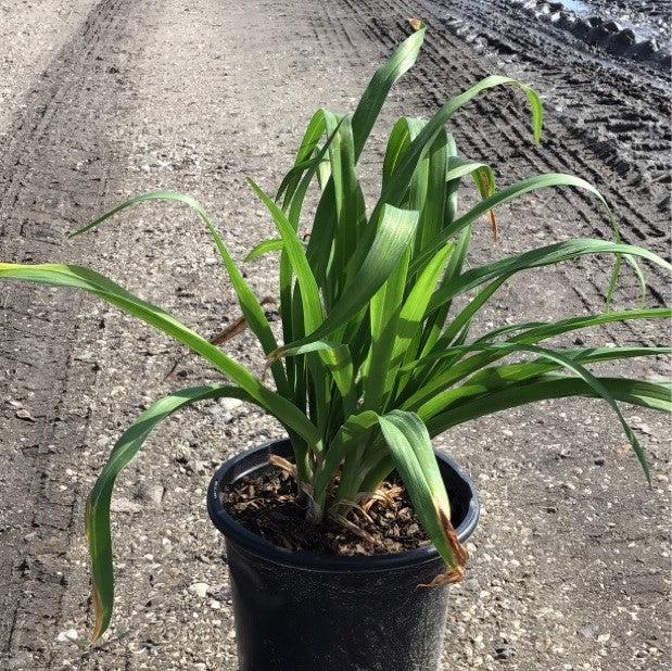 Hemerocallis 'Happy Returns'  - Happy Returns Daylily