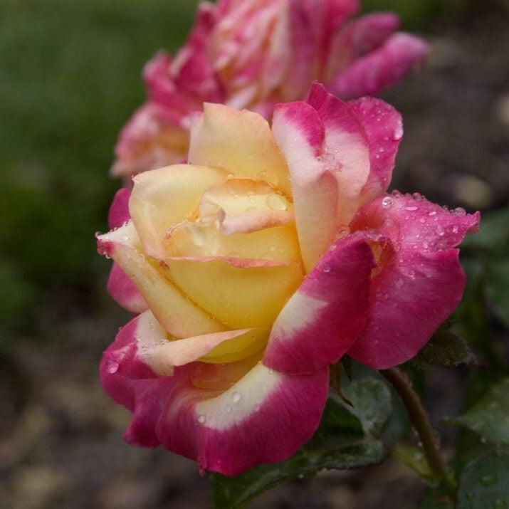 Rosa 'BAIpeace'  - First Edition® Love & Peace® Rose