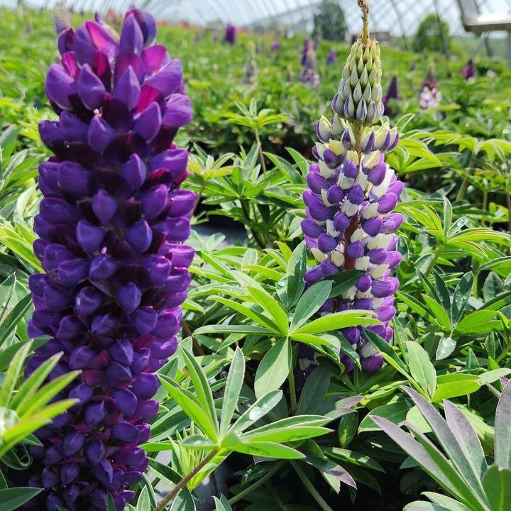 Lupinus polyphyllus 'Lupini Blue Shades'  -  Lupini Blue Shades Lupine