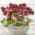 Helleborus x hybridus 'Vibey Velvet'  - FrostKiss™ Vibey Velvet™ Lenten Rose