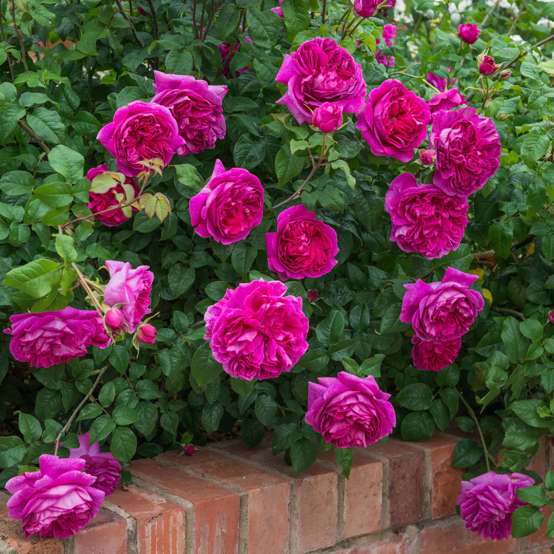 Young Lycidas® David Austin® English Shrub Rose