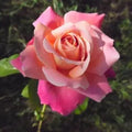 Granada® Fortuniana Rootstock Hybrid Tea Rose