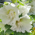 Alcea rosea 'Spring Celebrities White'  - Spring Celebrities™  White Hollyhock