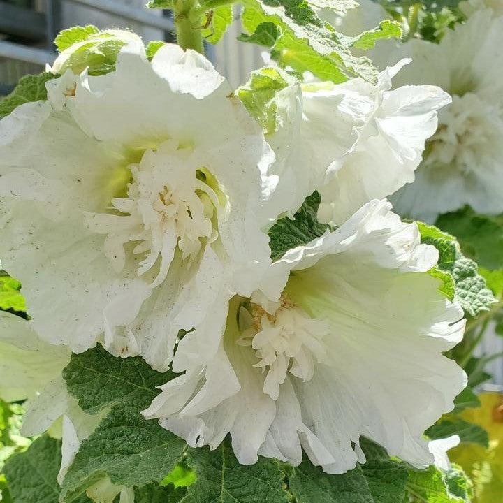 Alcea rosea 'Spring Celebrities White'  - Spring Celebrities™  White Hollyhock