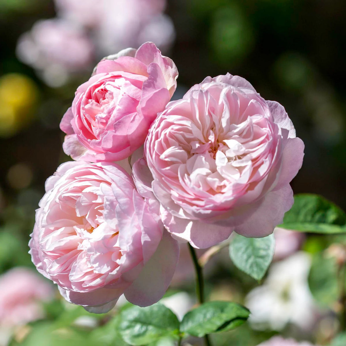 Gentle Hermione® by David Austin®
