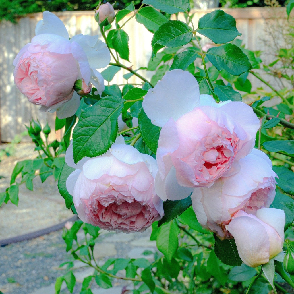 Rosa 'Ausjosiah'  - The Wedgwood Climbing Rose
