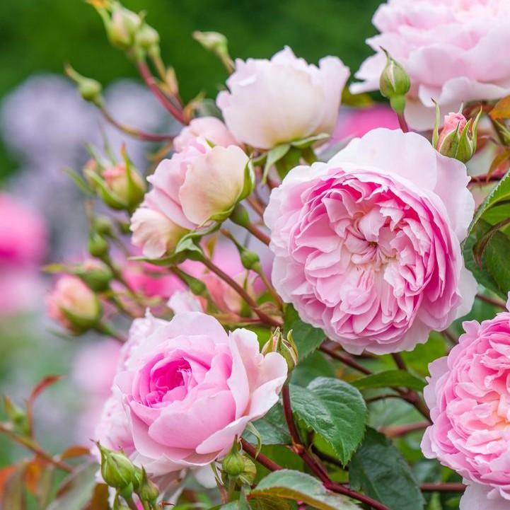 Rosa 'Ausraveloe'  - Silas Marner® Rose