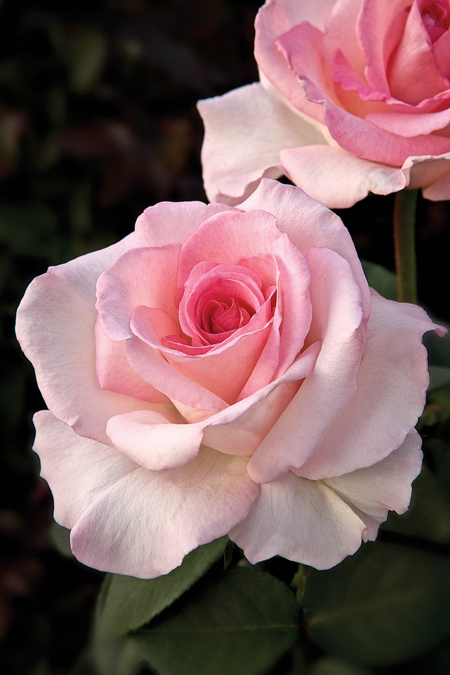 Pink Promise® on Fortuniana Rootstock