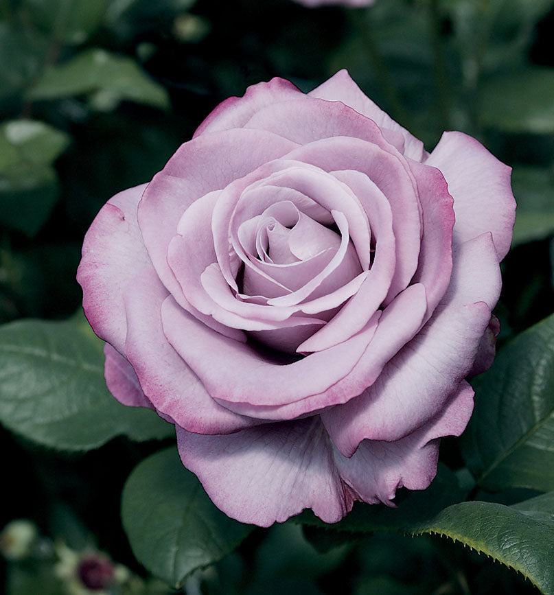 Neptune™ Hybrid Tea Rose