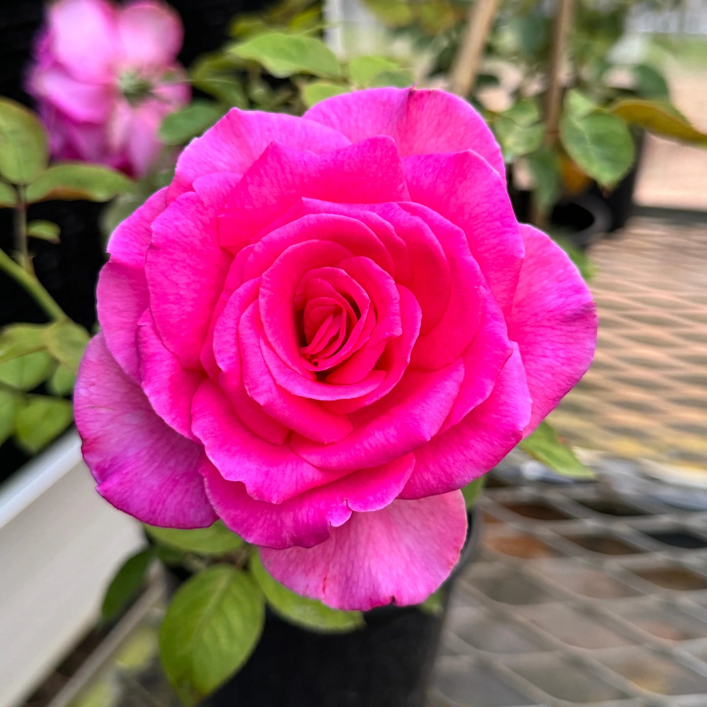 7 Gallon Buxom Beauty™ Standard Tree Rose on Fortuniana Rootstock