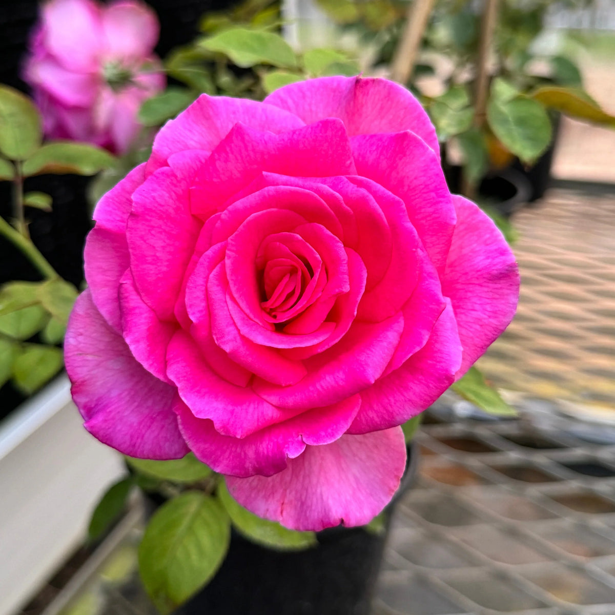 Buxom Beauty™ Rose on Fortuniana Rootstock