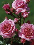 Melody Parfumée® Fortuniana Rootstock Hybrid Tea Rose