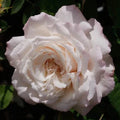 Belinda's Blush™