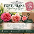 Fortuniana Mystery Rose Box 🌹
