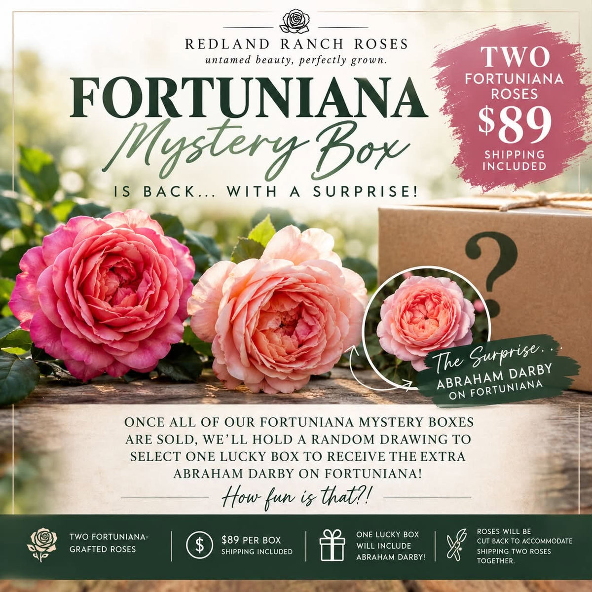 Fortuniana Mystery Rose Box 🌹